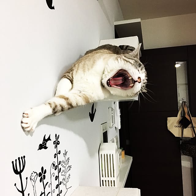 biblicatさんの実例写真