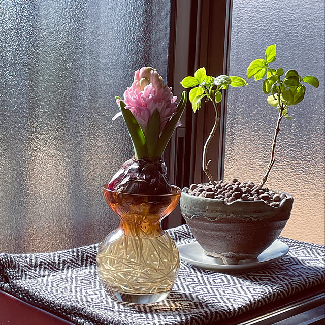 花瓶 ヒヤシンス水耕栽培のおすすめ商品とおしゃれな実例 花瓶 ヒヤシンス水耕栽培のおすすめ商品とおしゃれな実例