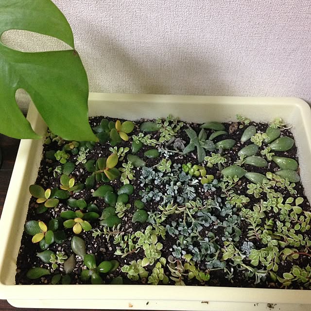 kimikoさんの実例写真
