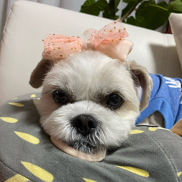 emiさんの実例写真