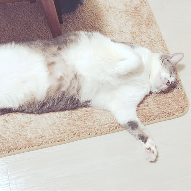実例写真