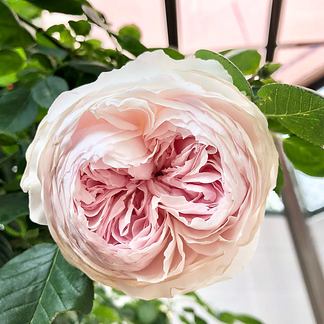 shabbycottage_saoriさんの実例写真