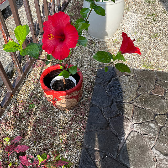 shin0719さんの実例写真