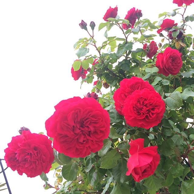 HappyRoseさんの実例写真