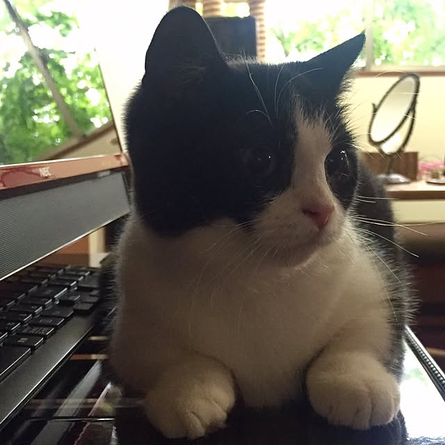 butachanさんの実例写真
