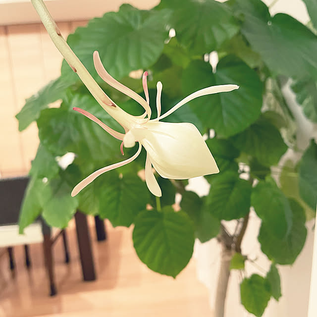 nanakoさんの実例写真