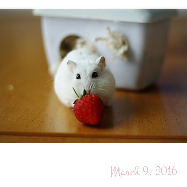 comiriさんの実例写真