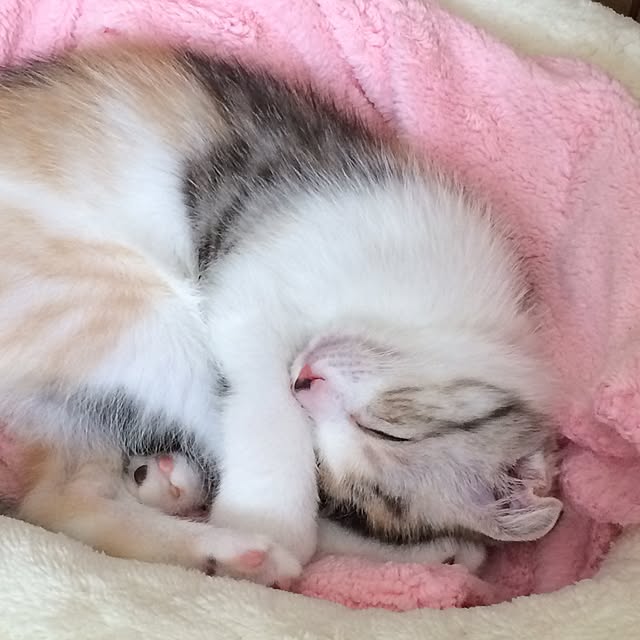 yokkochanさんの実例写真