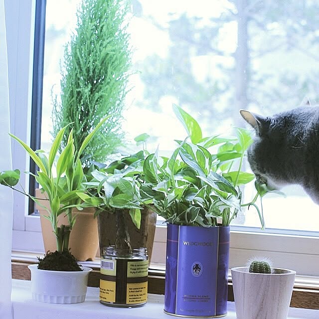 akaneさんの実例写真