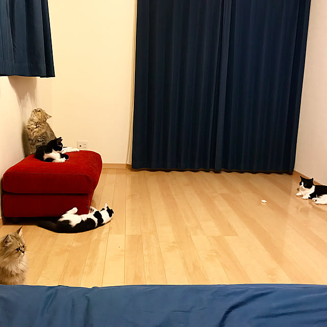 butachanさんの実例写真