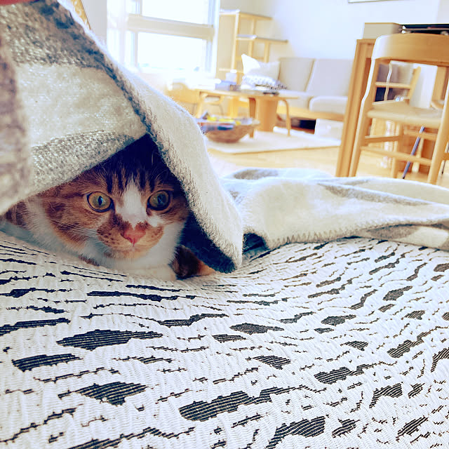 sheさんの実例写真