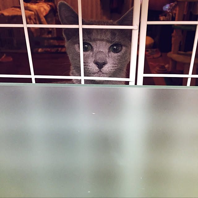 tekokaasanさんの実例写真