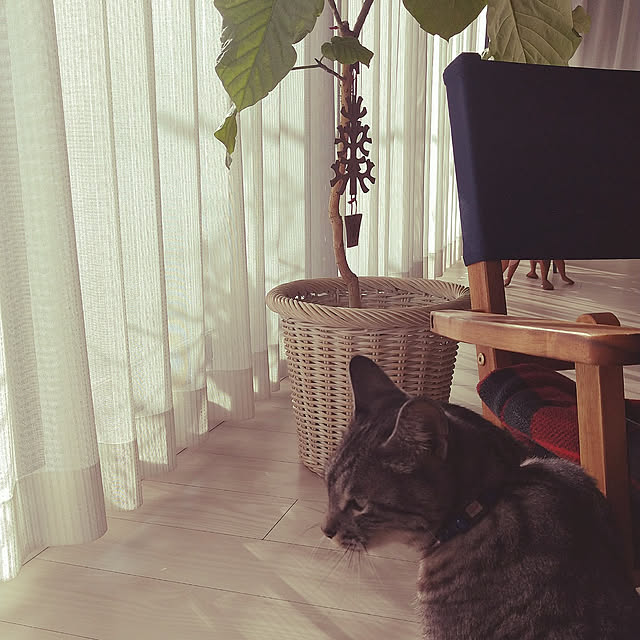miumiuさんの実例写真