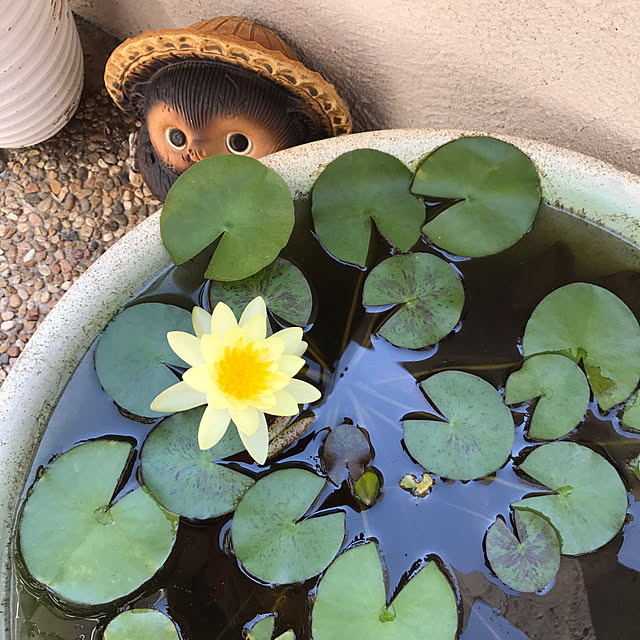 mimosaさんの実例写真