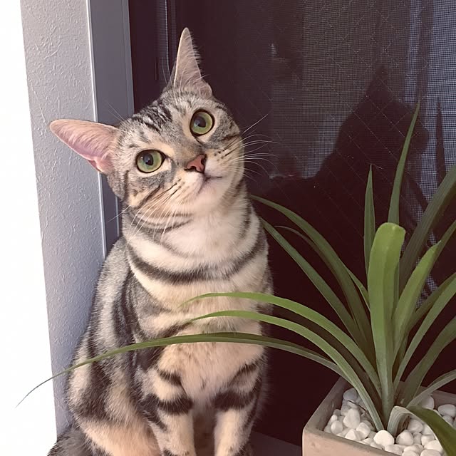 maripoさんの実例写真