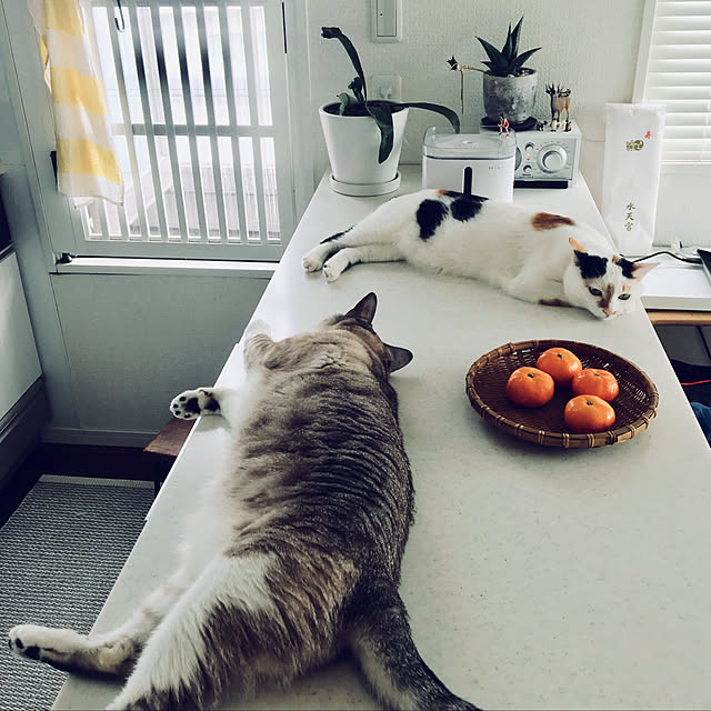 biblicatさんの実例写真