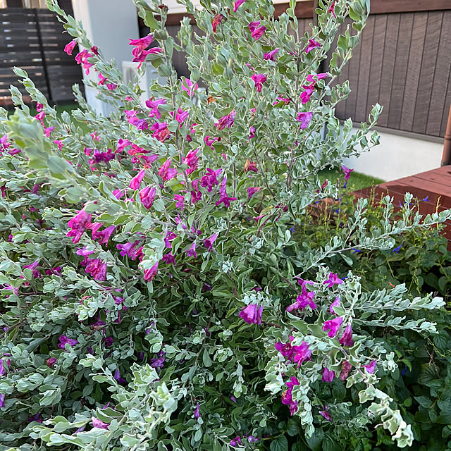 玄関/入り口/狭小住宅/植物のある暮らし/観葉植物のある暮らし/花のある暮らし...などのインテリア実例 - 2024-09-12 22:13:10