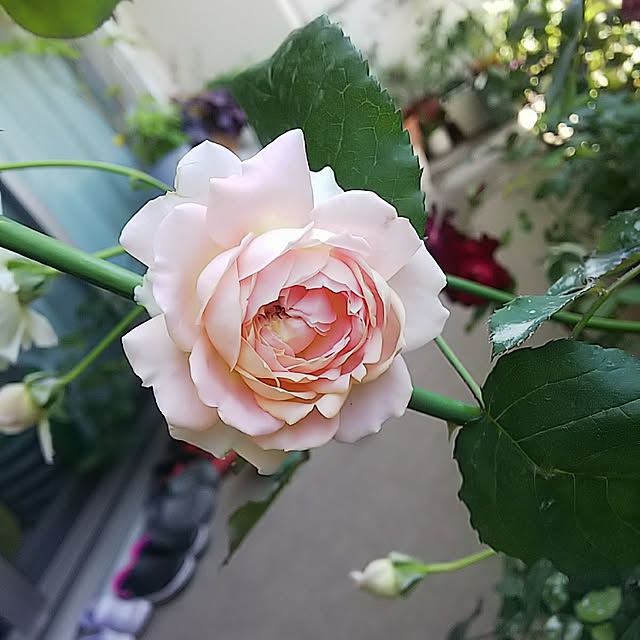 hiromimiさんの実例写真