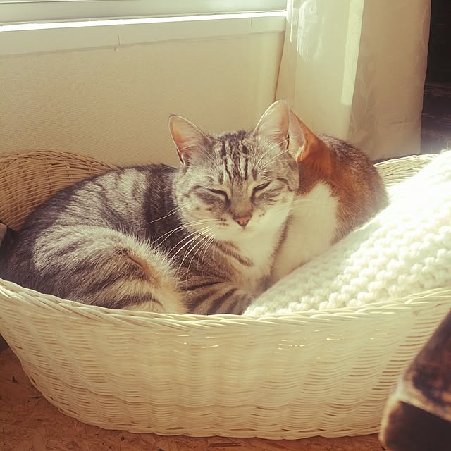 annさんの実例写真