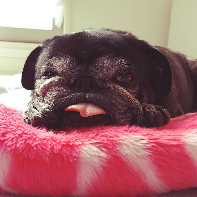 kuupugさんの実例写真