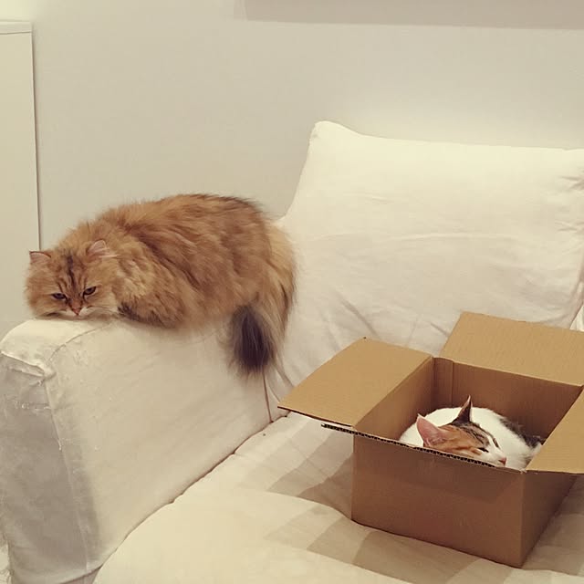 koumeさんの実例写真