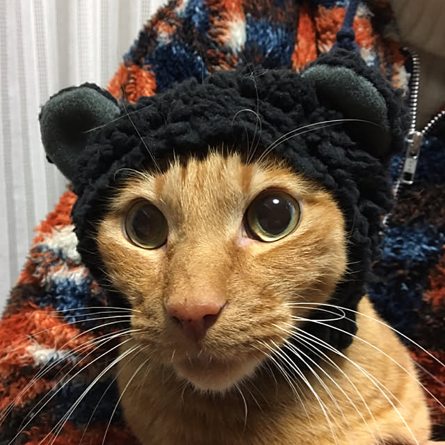 yoshi-yoshiさんの実例写真