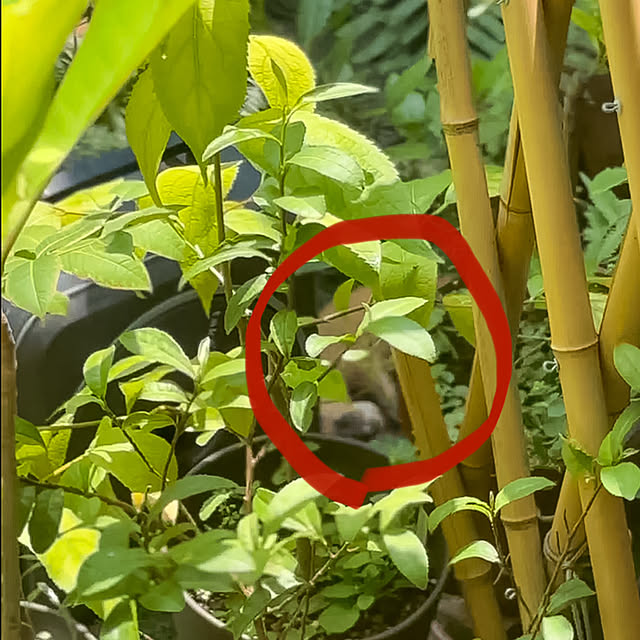 faunさんの部屋