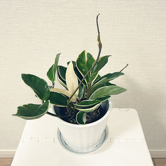 yoyoyoさんの部屋