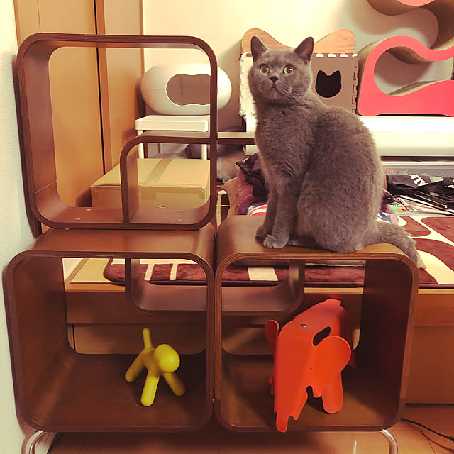 ikettenさんの実例写真