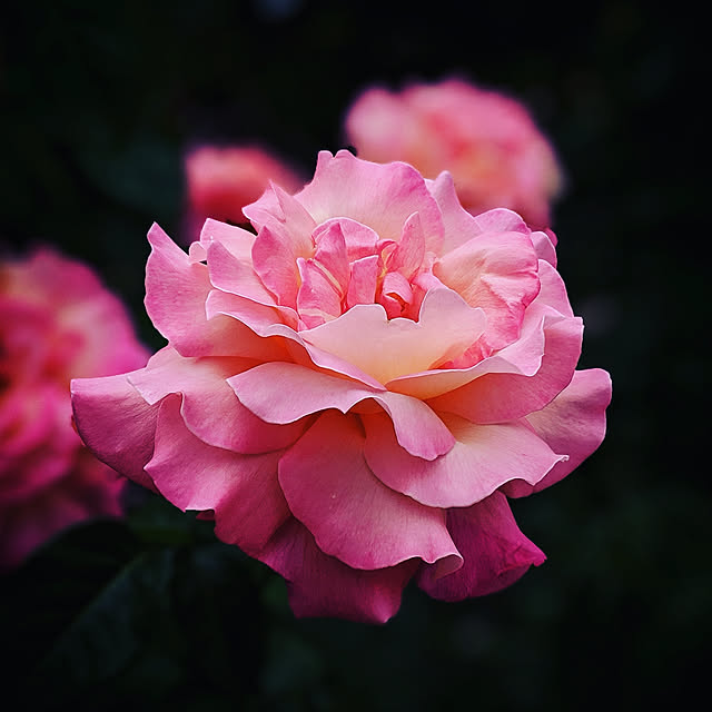 datsusyufuさんの実例写真