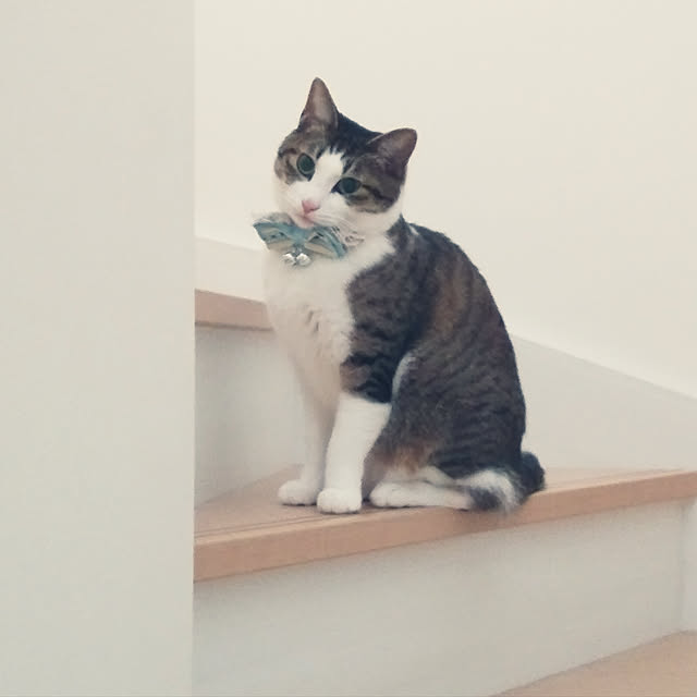 lovecats02さんの実例写真