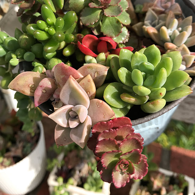 **yuu**さんの実例写真