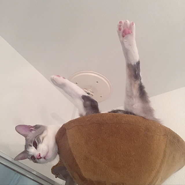 Fukafkaさんの実例写真