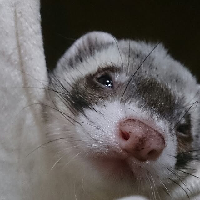yipuuさんの実例写真