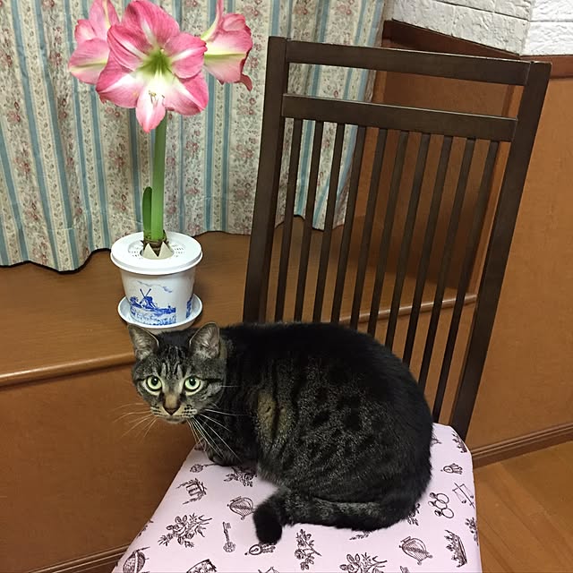 lapoさんの実例写真