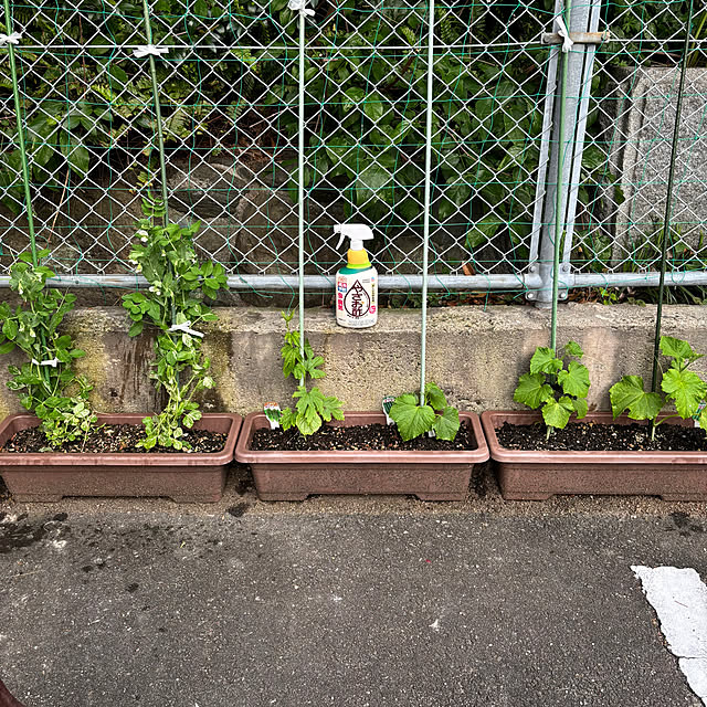 maayaさんの実例写真