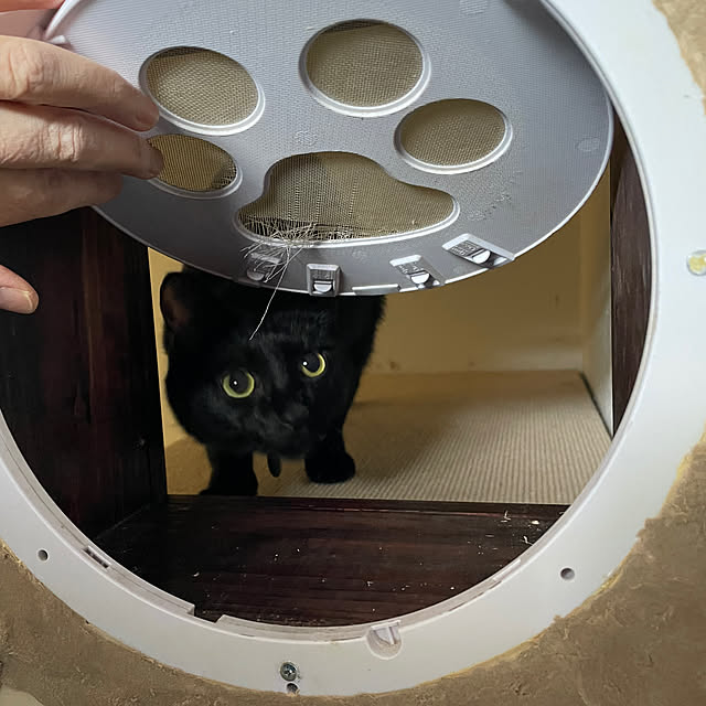 coolcats0528さんの実例写真