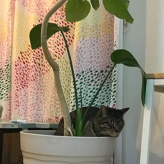 実例写真