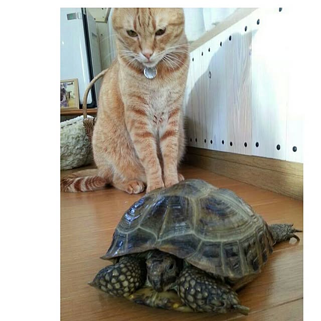 coronさんの実例写真