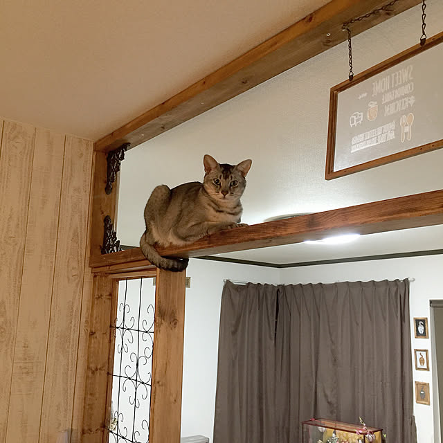 kotoriさんの実例写真