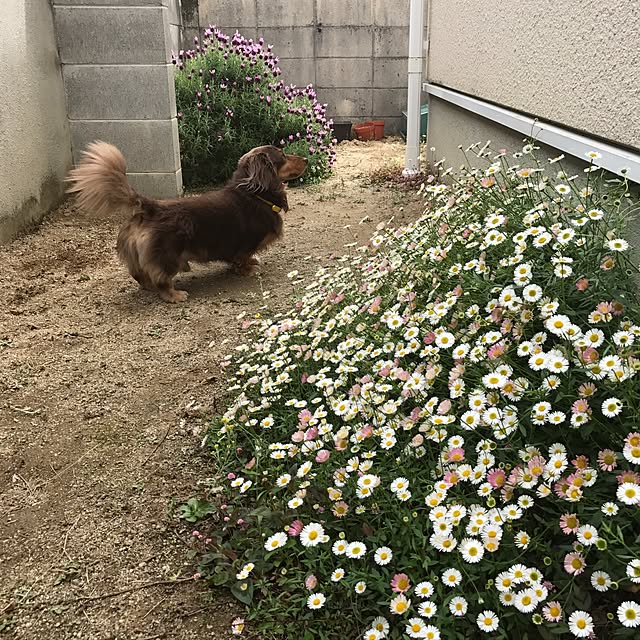 mimosaさんの実例写真