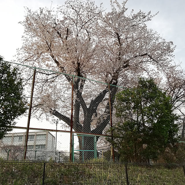 kazuさんの実例写真