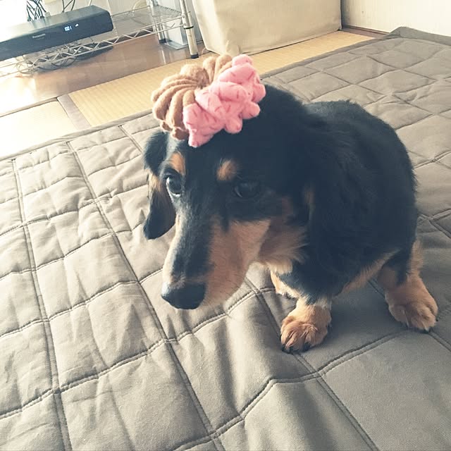 ohanaさんの実例写真