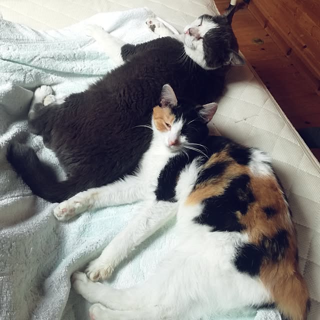 Maki-nekomamireさんの実例写真