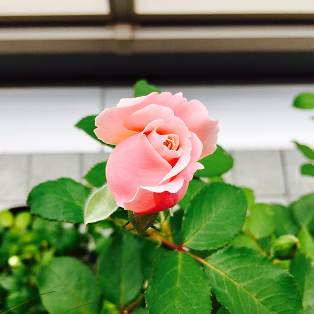 yakitoripieさんの実例写真