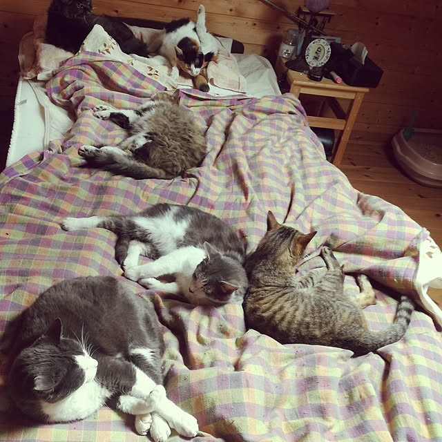 Maki-nekomamireさんの実例写真