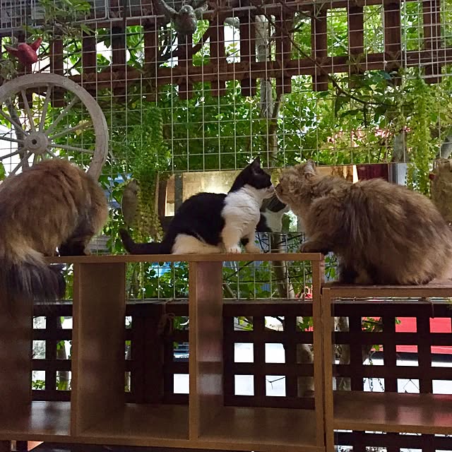 butachanさんの実例写真