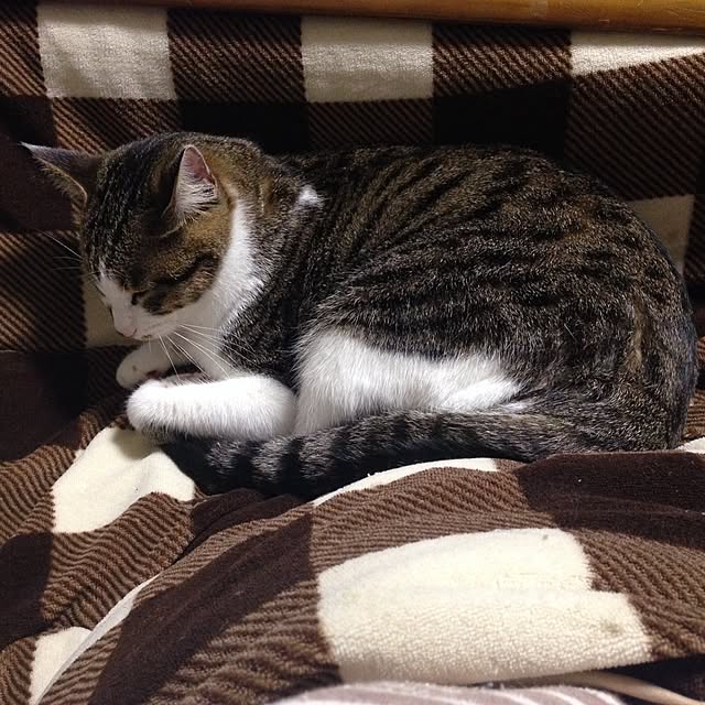 MIMICAさんの実例写真