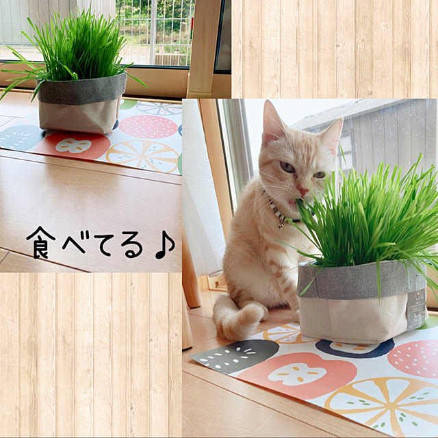 m.k.mさんの実例写真