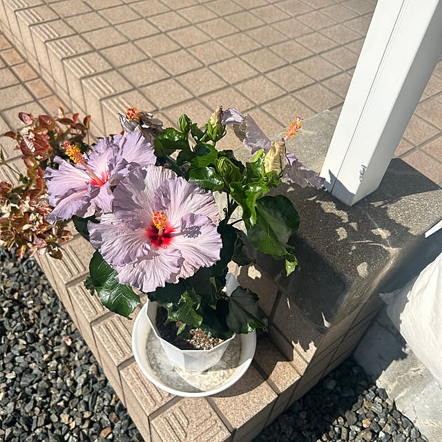 nishinomajyoさんの部屋